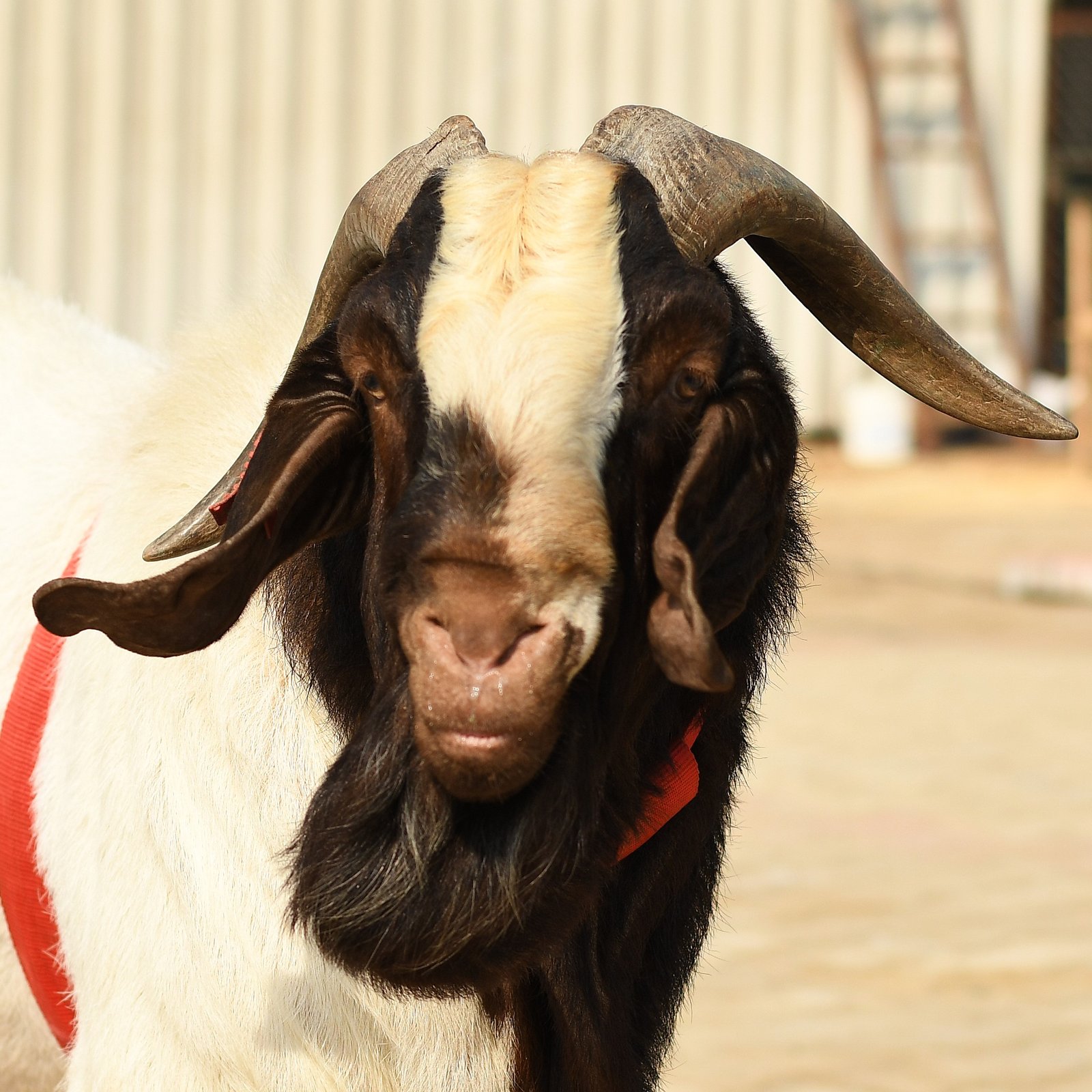 Goat 1