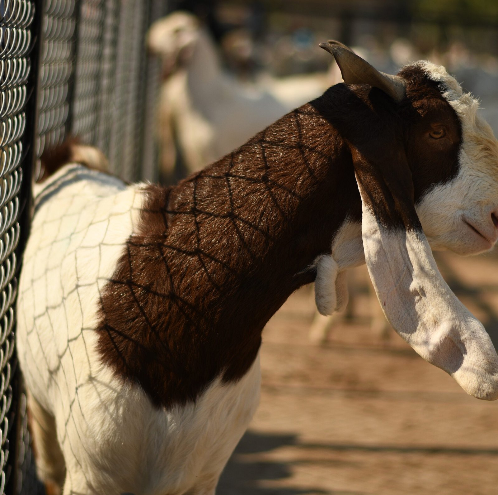Goat 20
