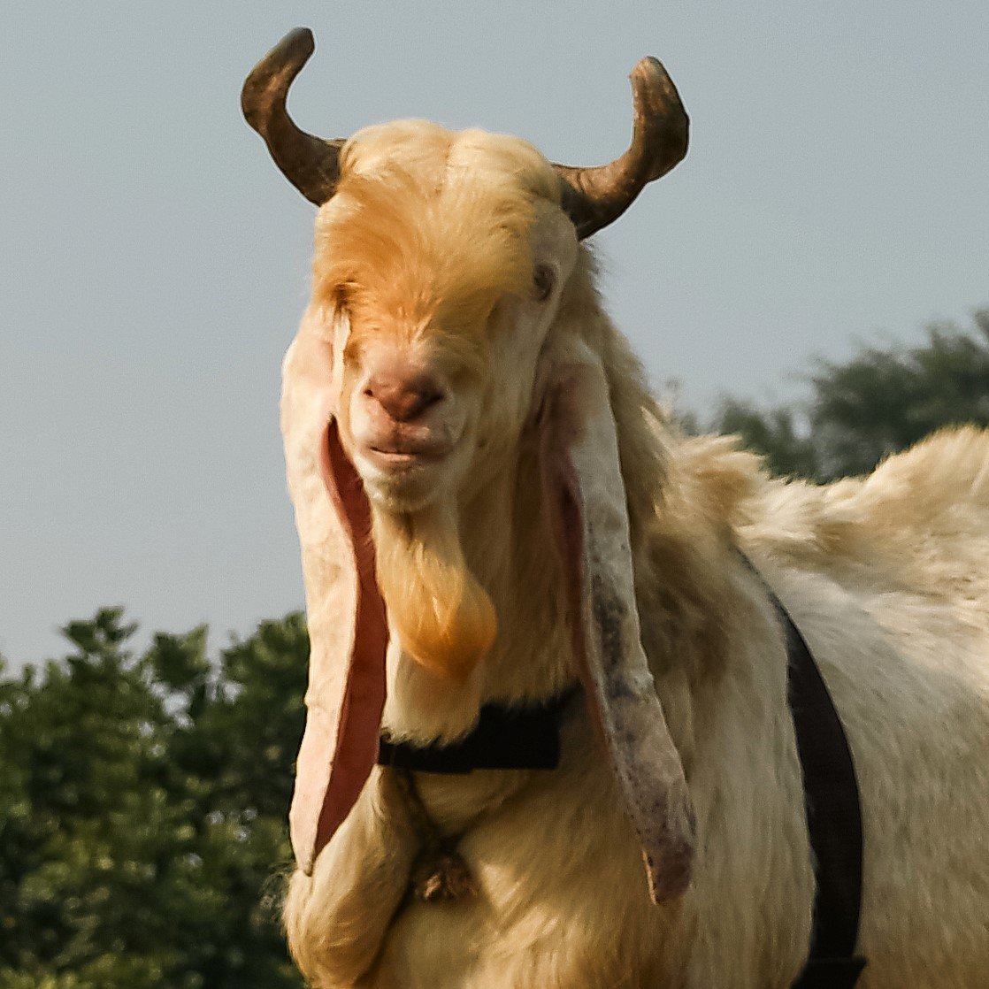 Goat 3