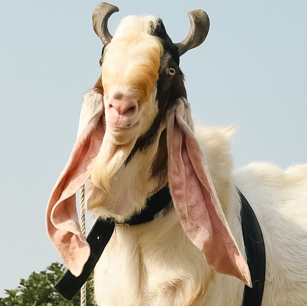 Goat 6