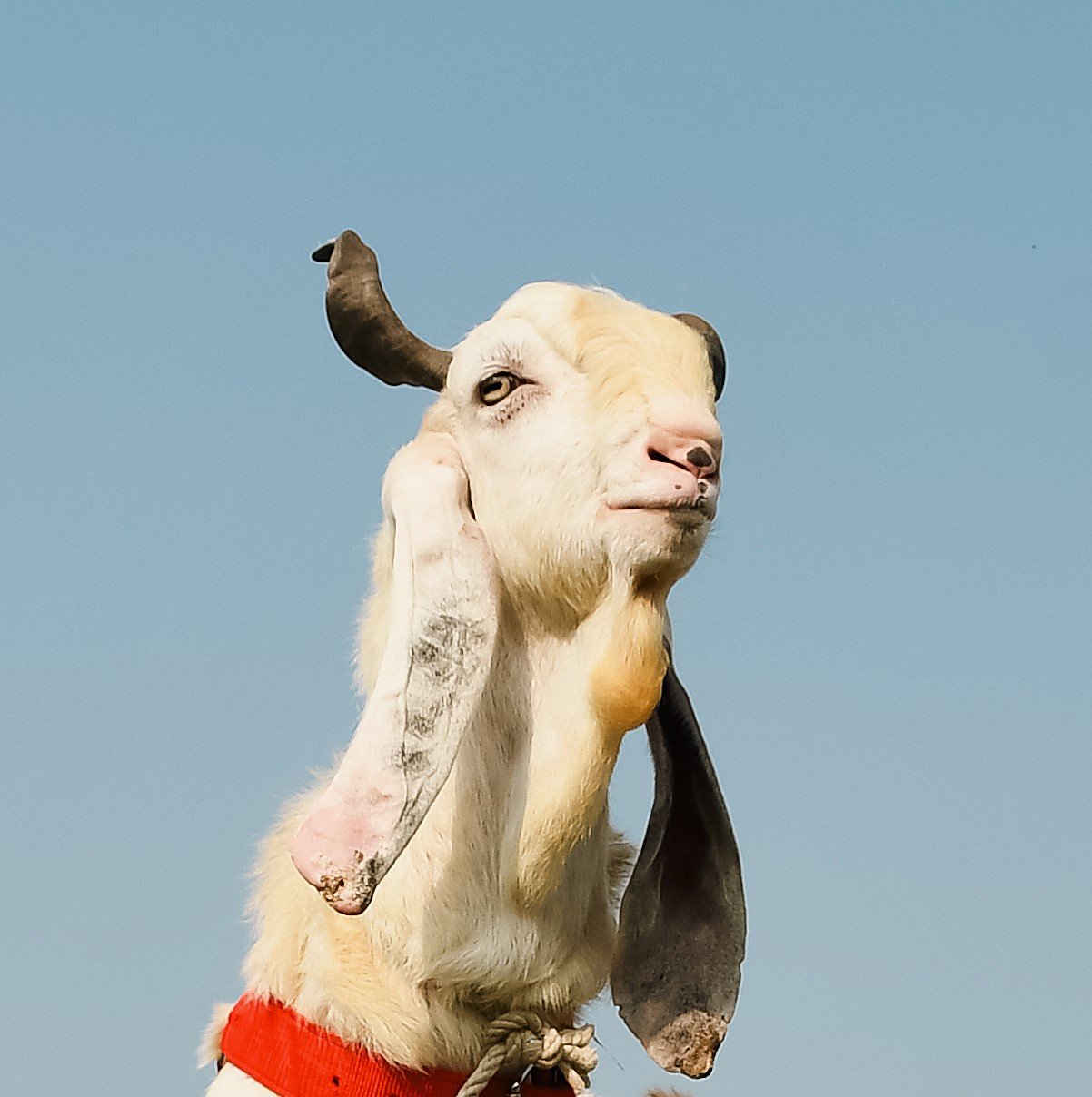 Goat 8