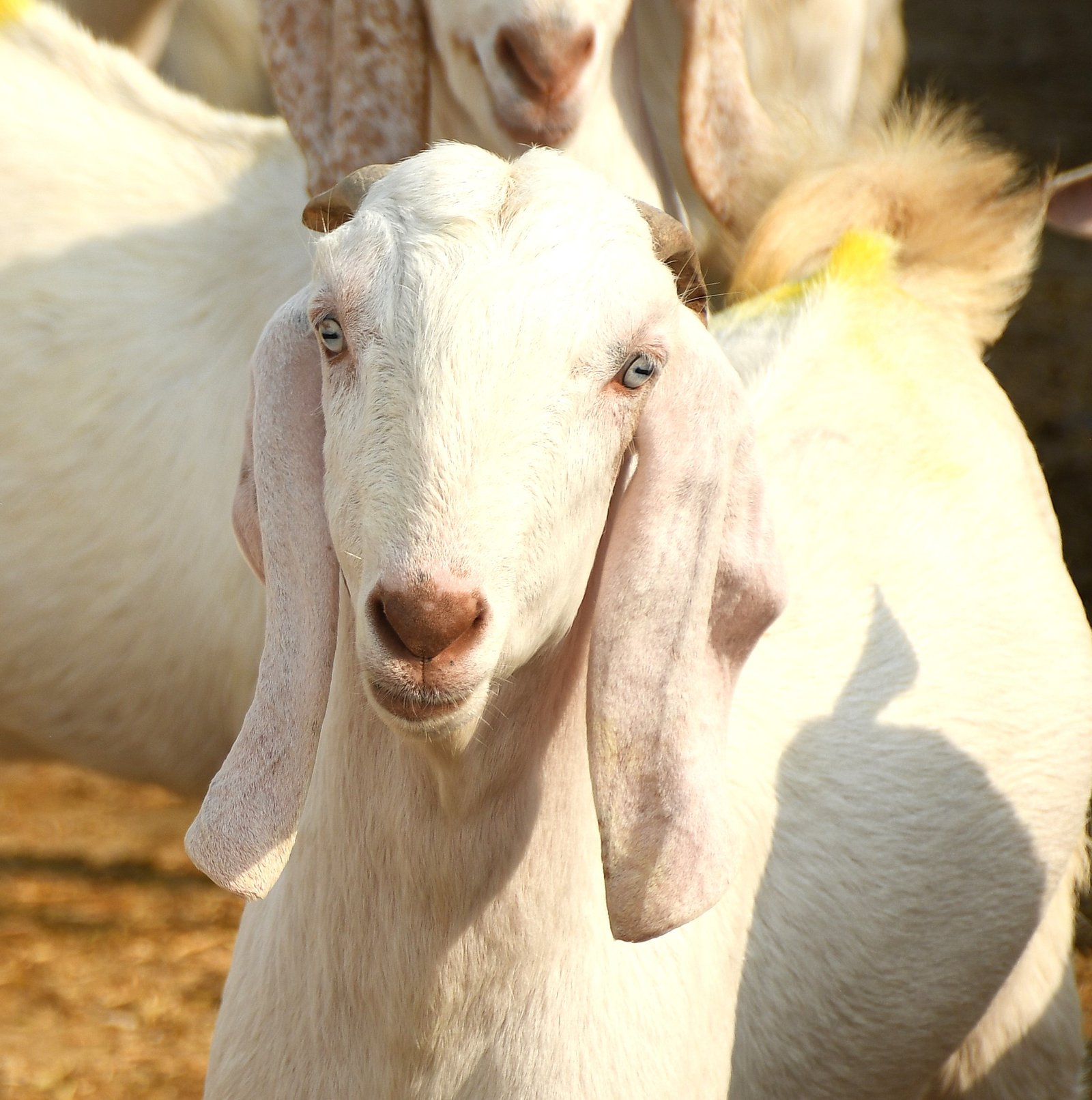 Goat 9