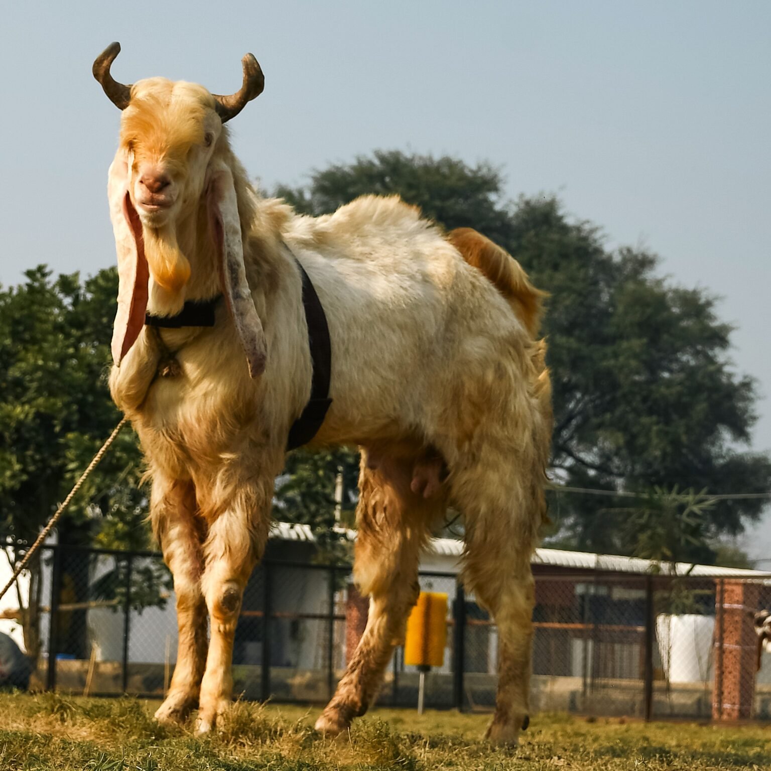 Goat Business