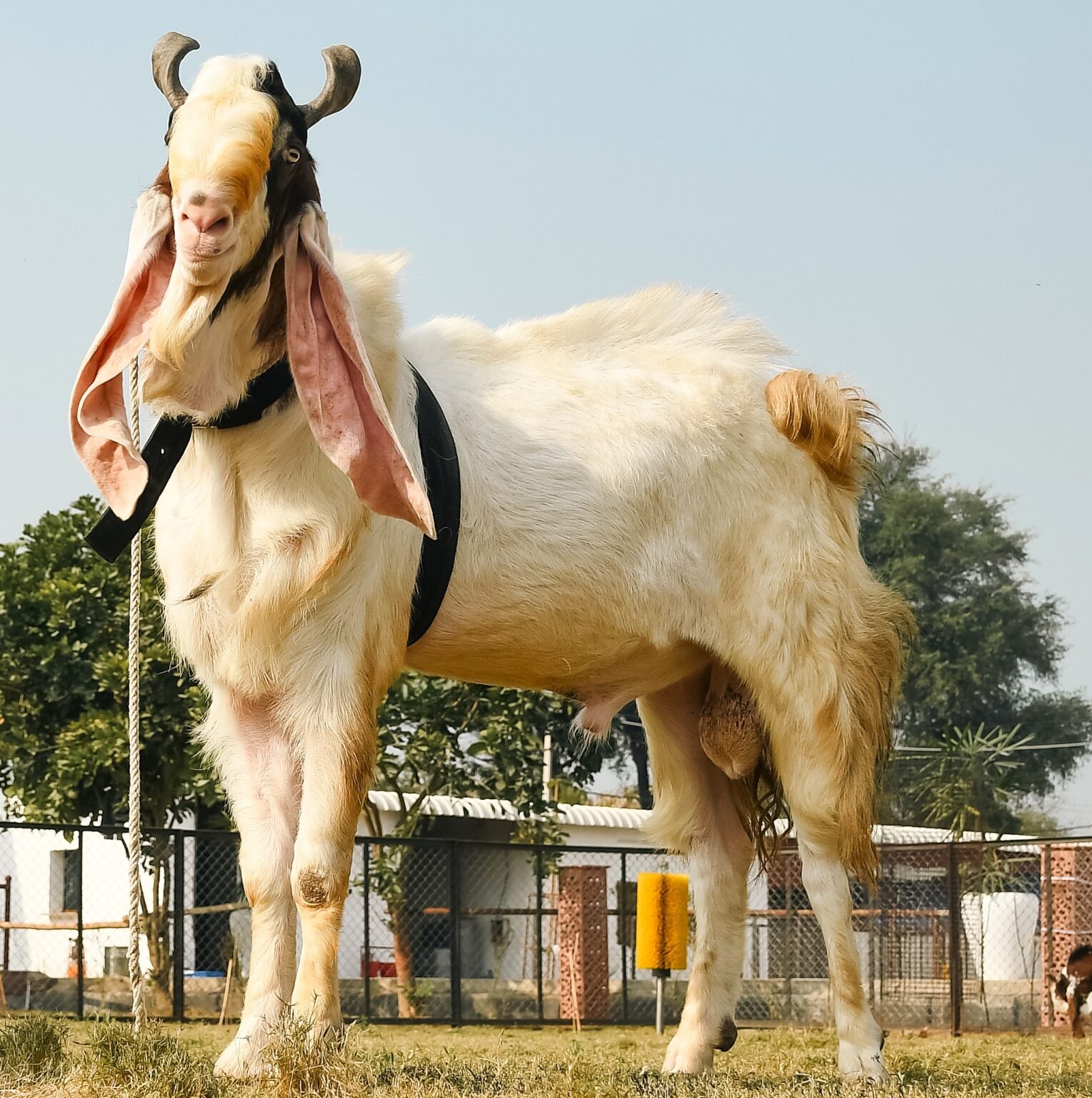 Goat Hair