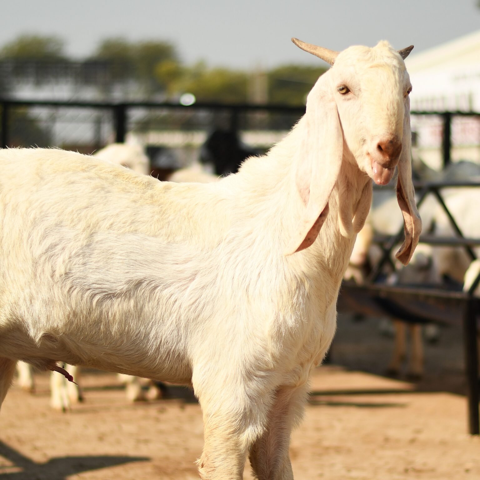 Goat Milk